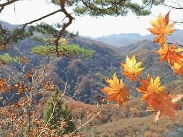 动感之星妖精，穿越自然美景的心灵之旅（往年12月1日最新视频）