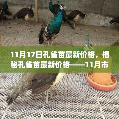 揭秘孔雀苗最新价格，市场动态分析与市场趋势预测（最新报告）