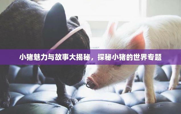 小猪魅力与故事大揭秘，探秘小猪的世界专题